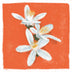 Bolney Reinoso | Washed Gesha | Colombia